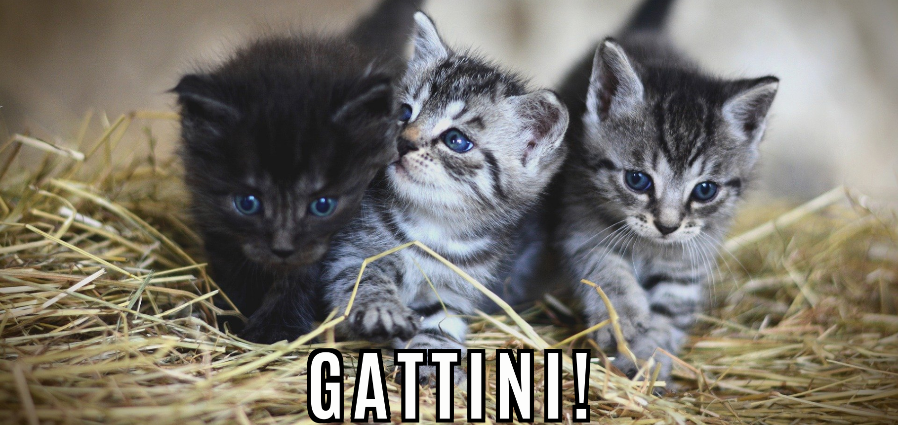 Gattini!