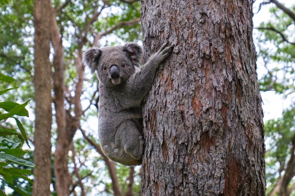 I pericoli del piano B 10 koala