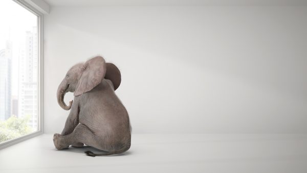 elefante