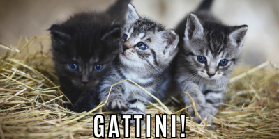 Gattini!